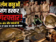 दुर्लभ कछुओं संग तस्कर गिरफ्तार, तंत्र-मंत्र और दवाओं के लिए ले जाया जा रहा था बंगाल